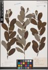 Foto von Salix cinerea L.